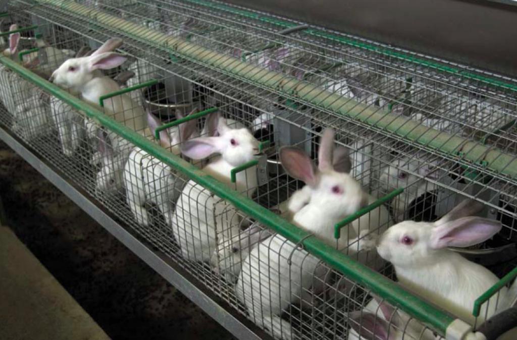 кролики в клетках