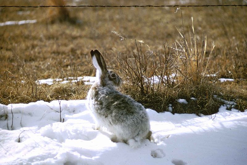 кролик на снегу