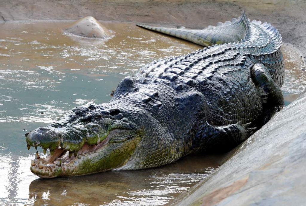Крокодил - рептилия-гигант с очень острыми зубами