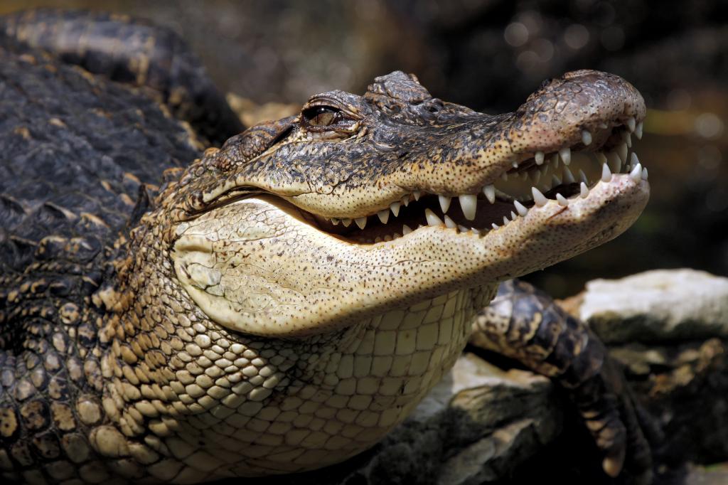 Крокодил - рептилия, а не земноводное