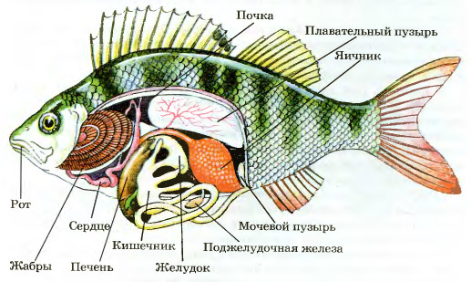 Органы пищеварения