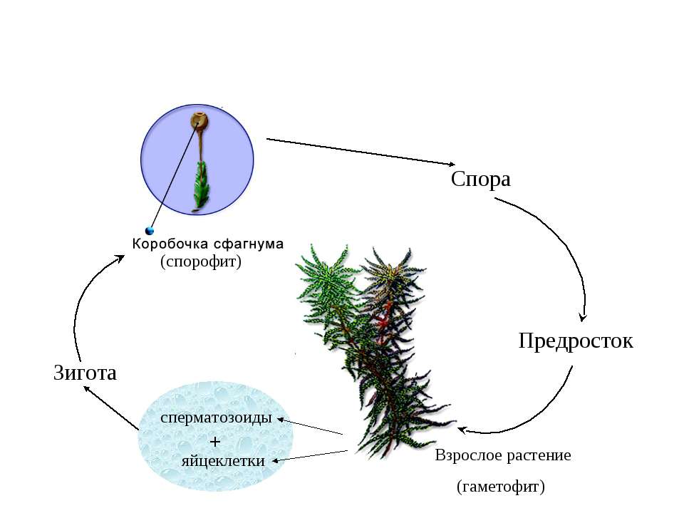 размножение сфагнового мха