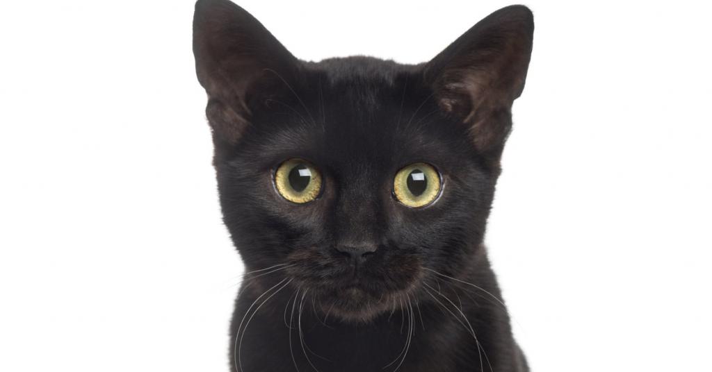 это черная кошка