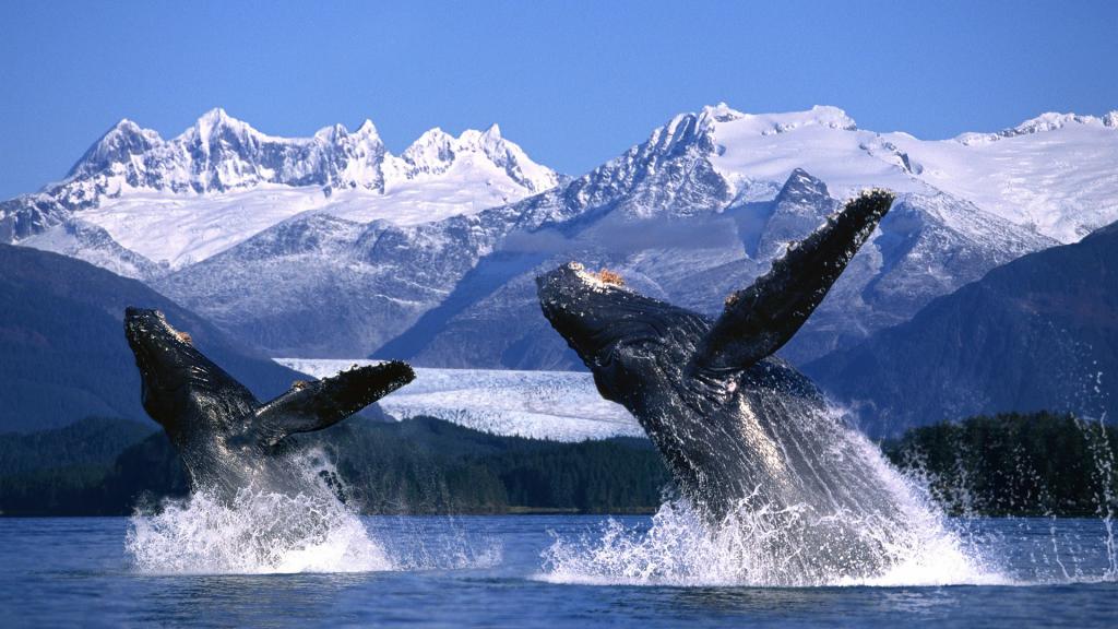 киты у побережья аляски