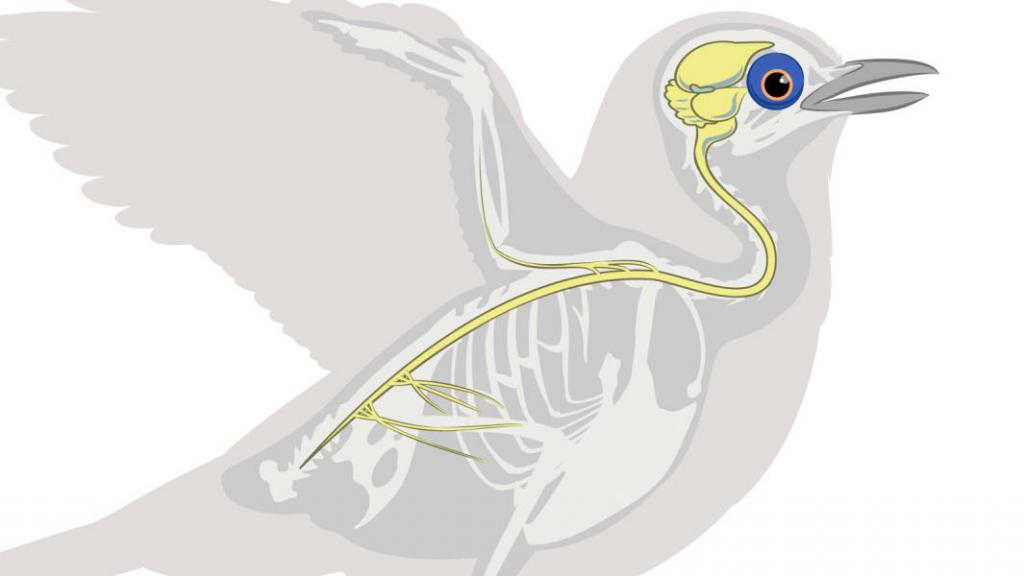 центральная нервная система птиц