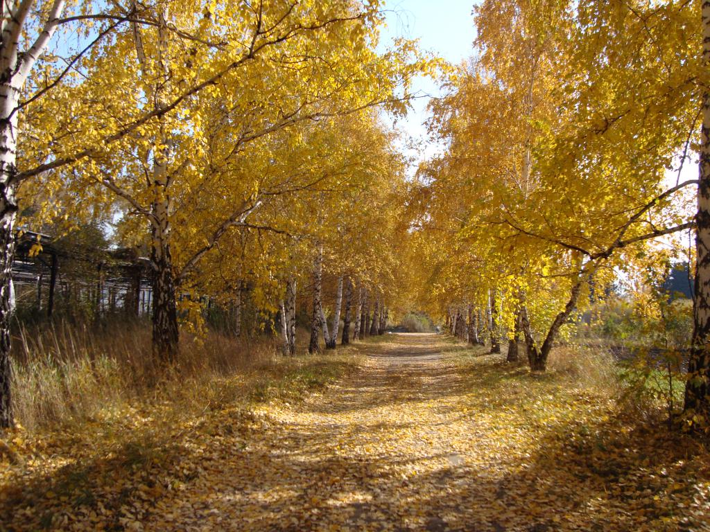 дорожка в дендрарии