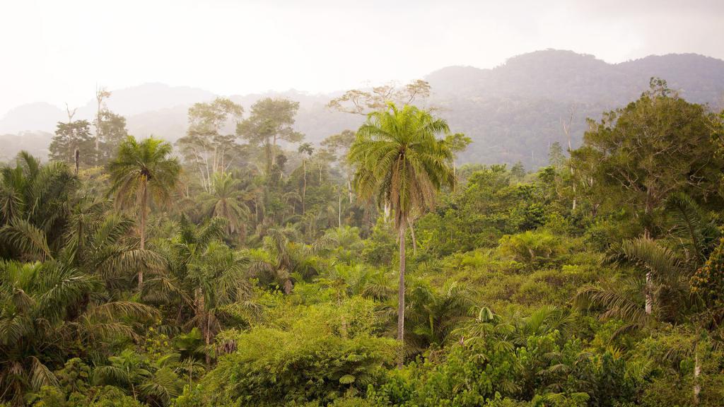 экваториальный лес