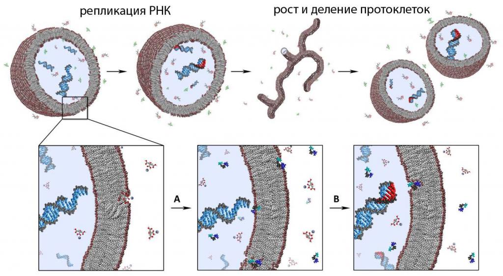 Искусственные "протоклетки"