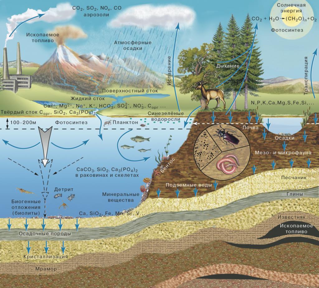 Схема биогеохимической цикличности в биосфере
