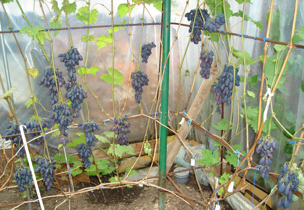 Виноград Кодрянка: особенности выращивания