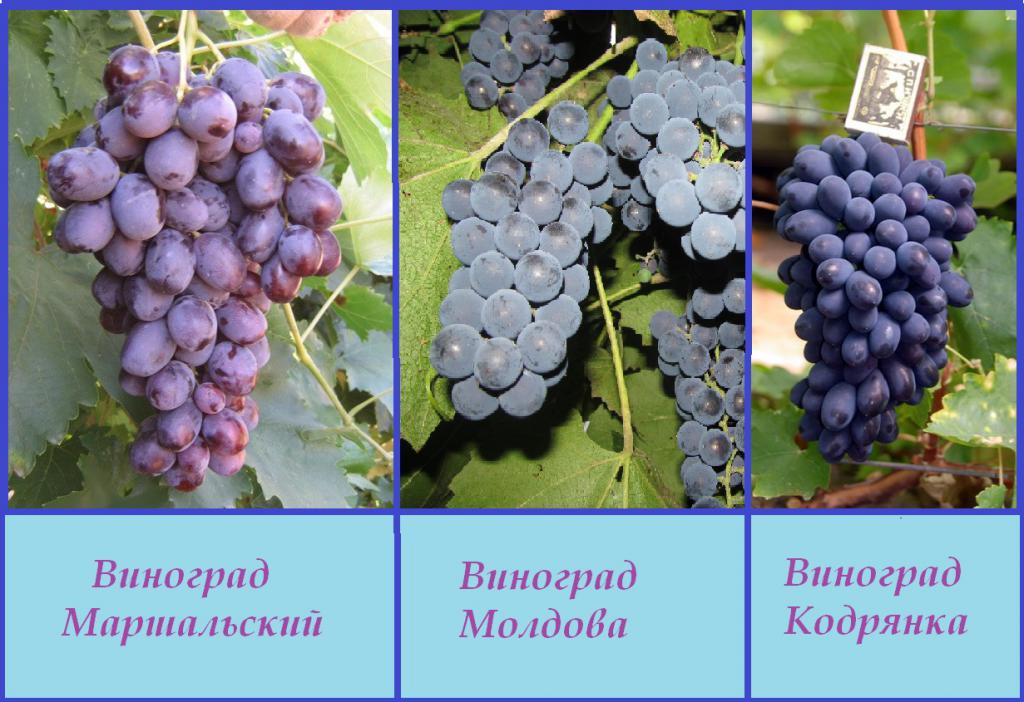 Сравнение сортов винограда