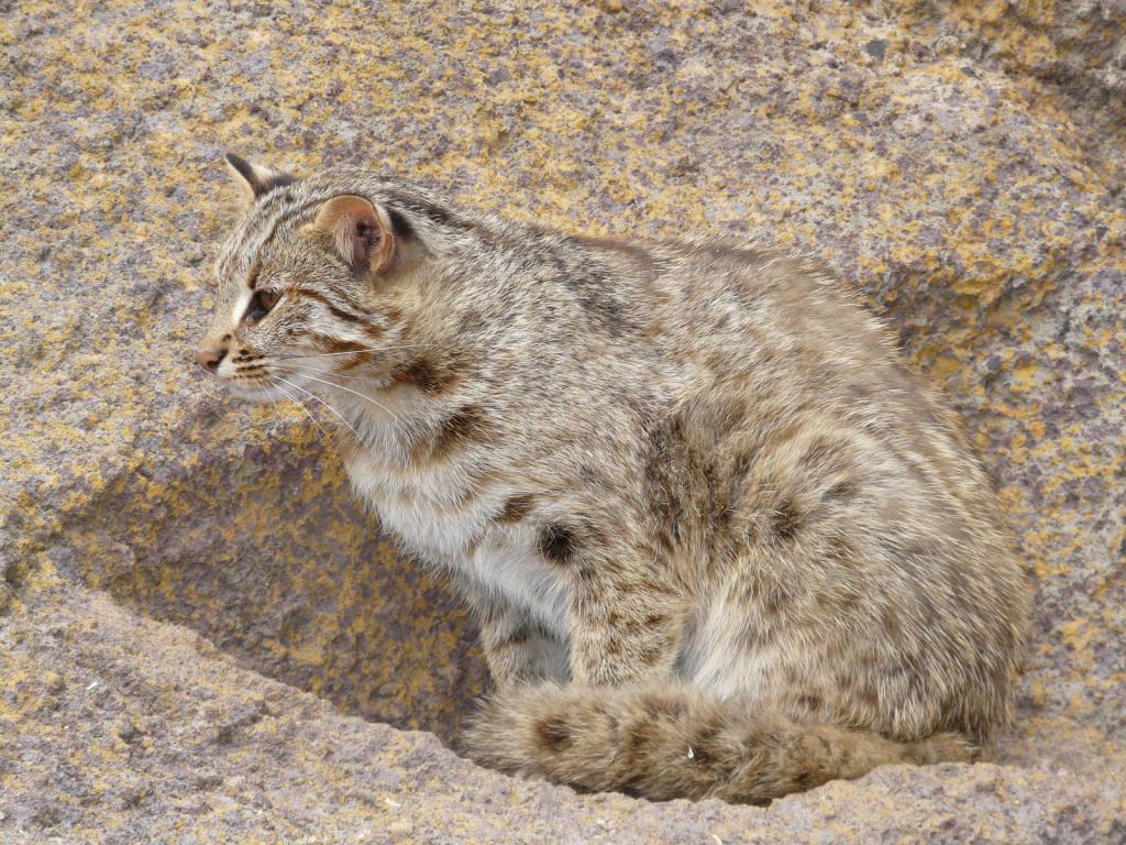 Амурский кот в зоопарке