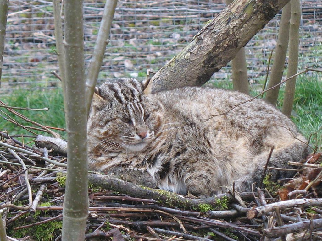 Дальневосточный амурский лесной кот