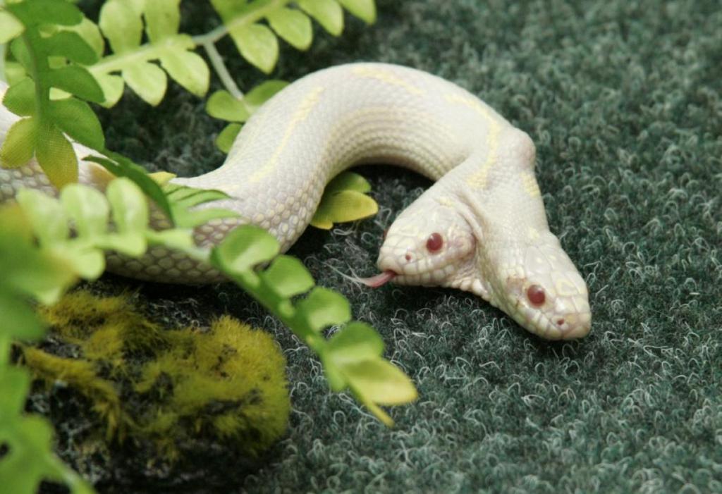 Реальная двухголовая змея-альбинос