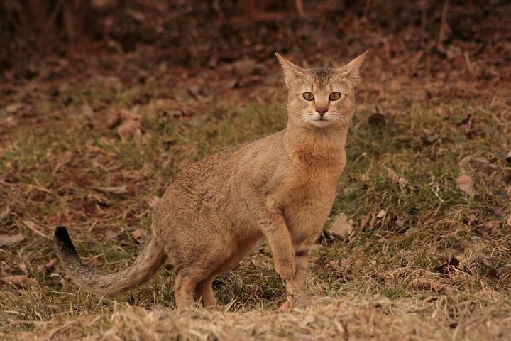 Чаузи - призрачный кот