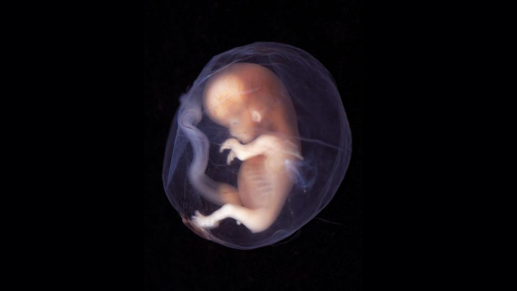 Эмбриональный период онтогенеза
