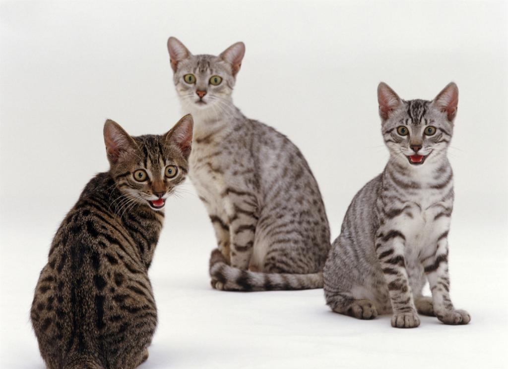 Кошки породы египетская мау разных окрасов