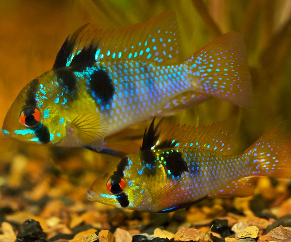аквариумные рыбки цихлиды