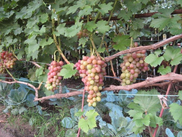 Виноград Ливия урожайность