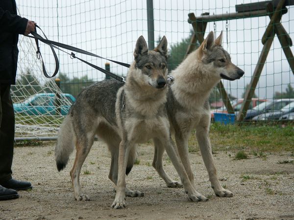 Сарлоская собака