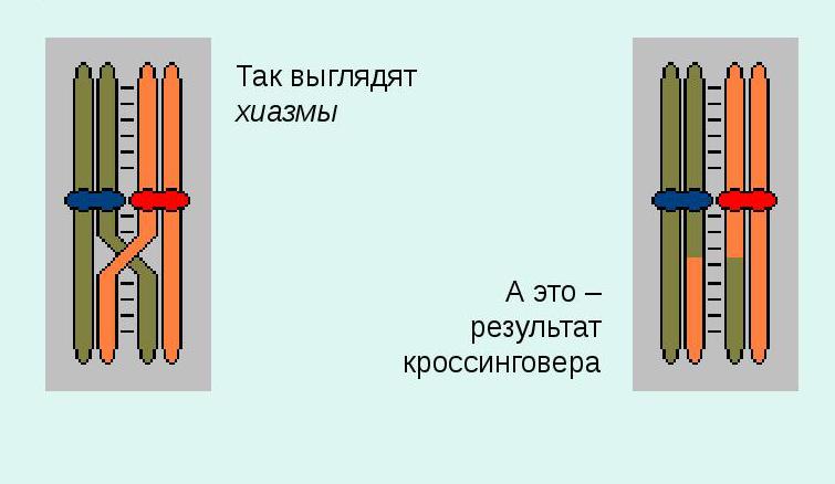 кроссенговер у хромосом