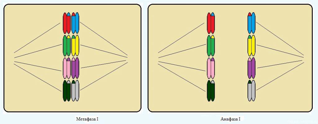 фазы мейоза