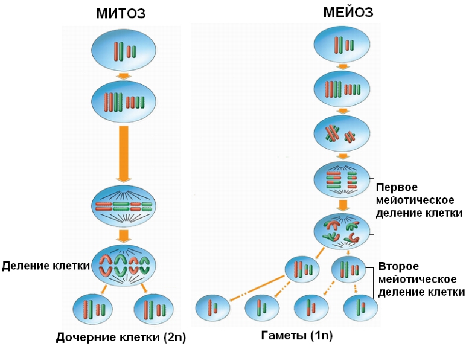 мейоз и митоз