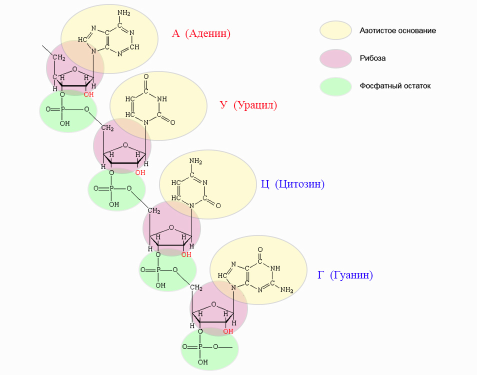 Химическое строение РНК