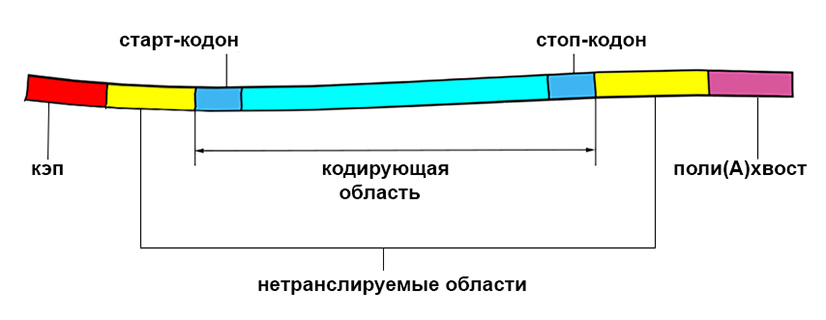 Общая структура зрелой мРНК