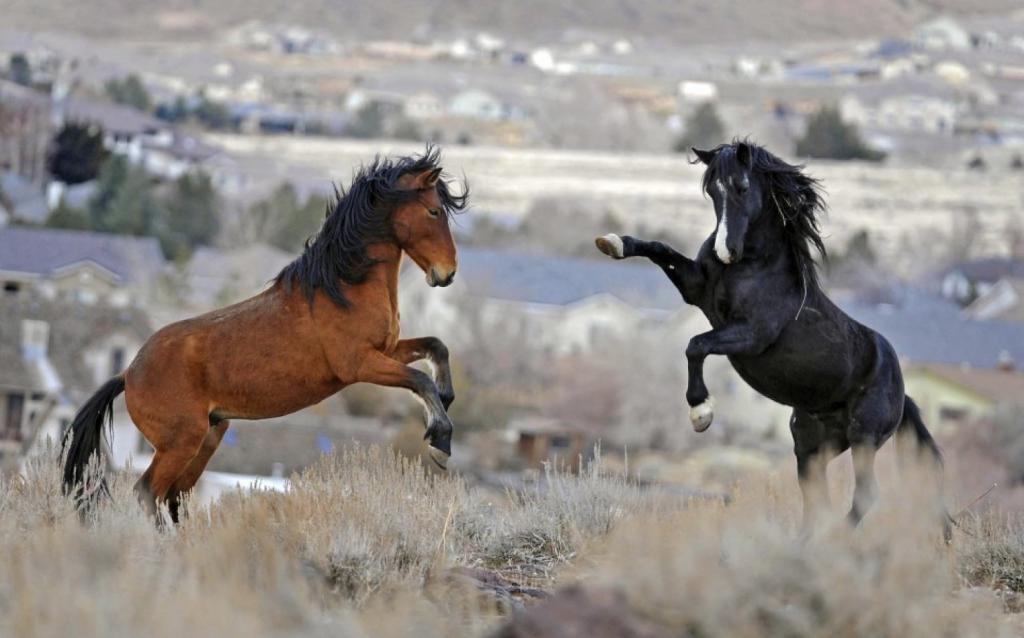 Лошади агрессивны друг к другу