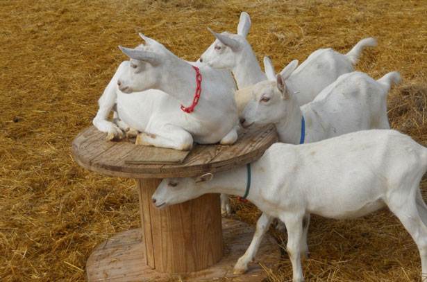 группа зааненских коз