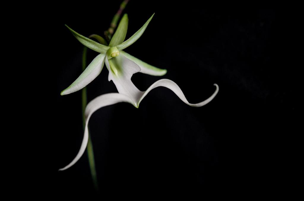 фото орхидеи