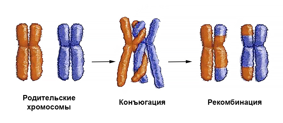 Схема кроссинговера