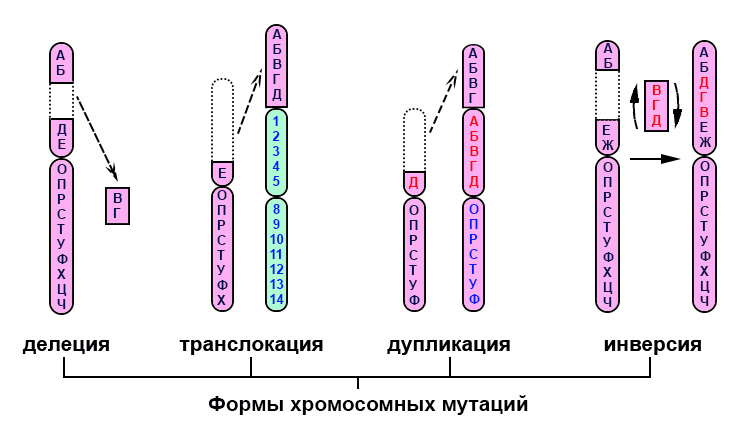 Формы хромосомных мутаций: схема