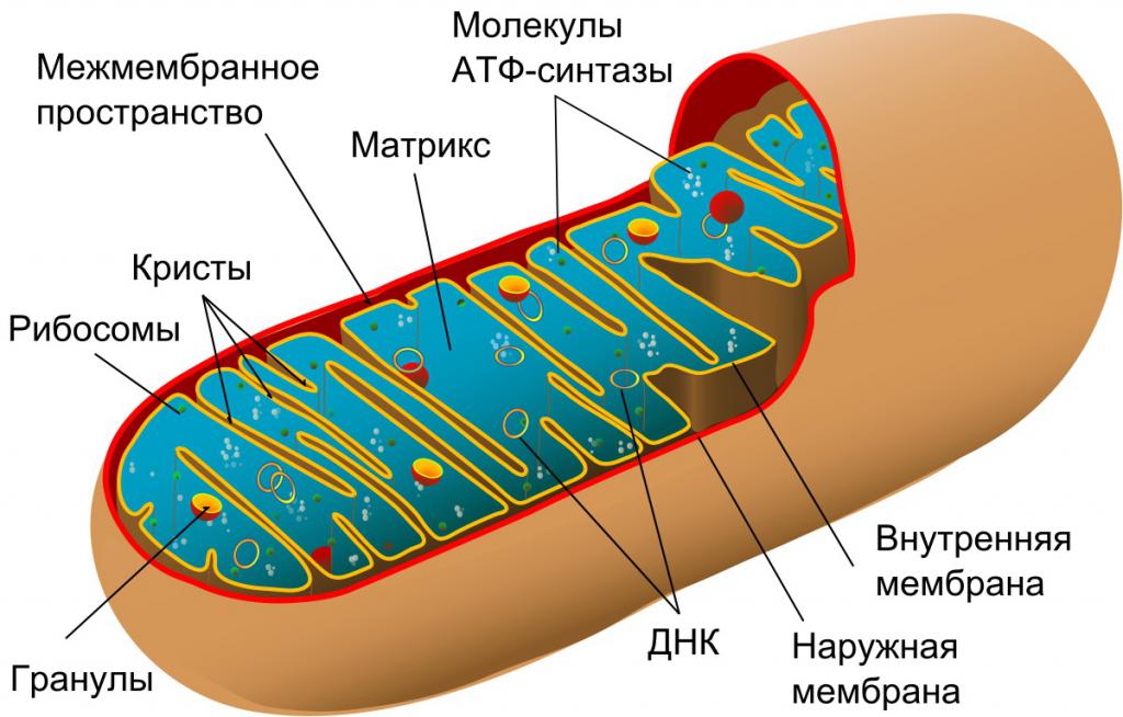 Строение митохондрии