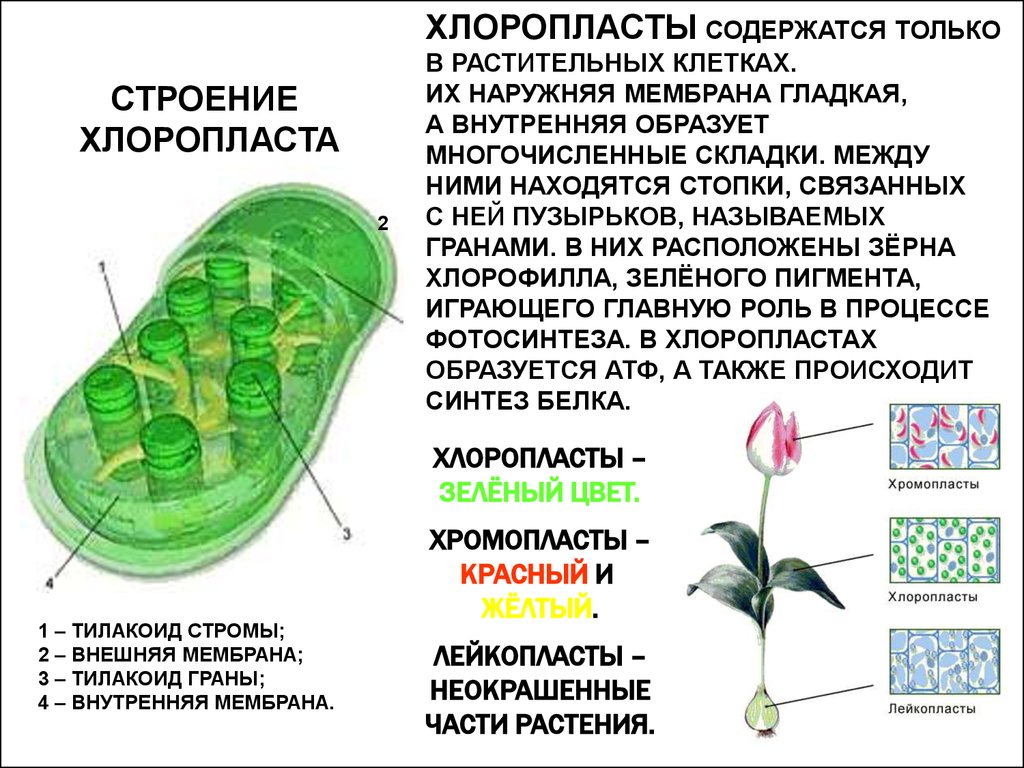 Хлоропласты в растительных клетках