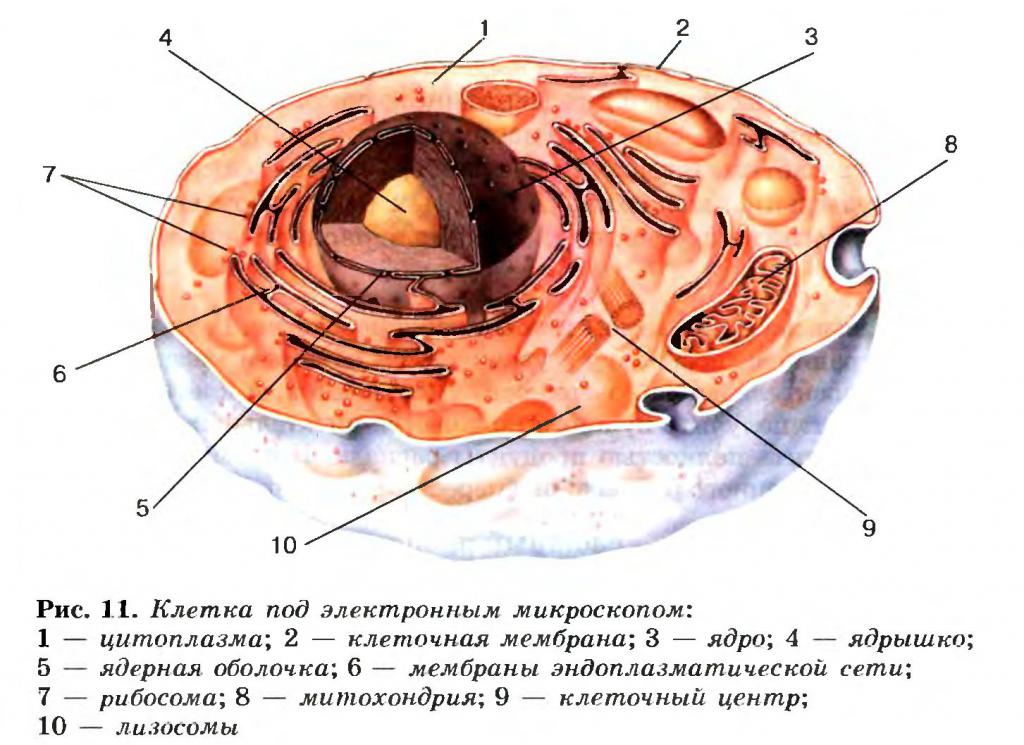 Строение клетки