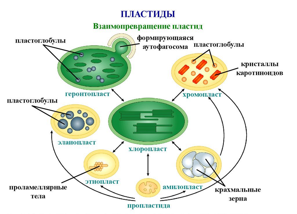 Митохондрии и пластиды