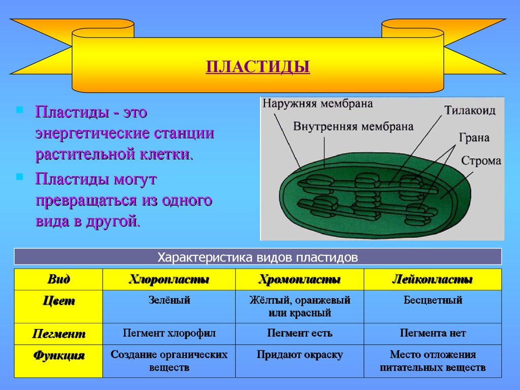 Что такое пластиды