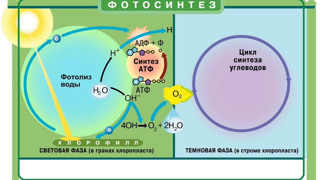 Что такое фотосинтез