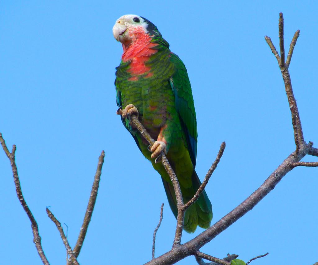 Багамские попугаи
