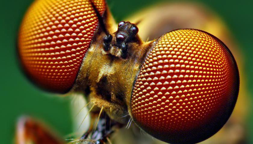 глаза насекомых