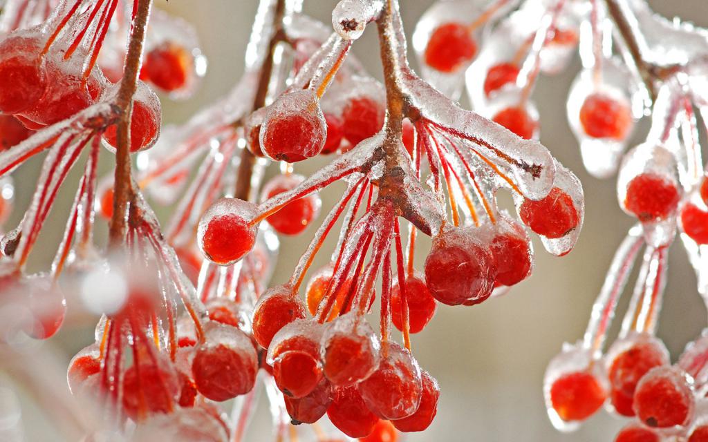 Противопоказания замороженных ягод