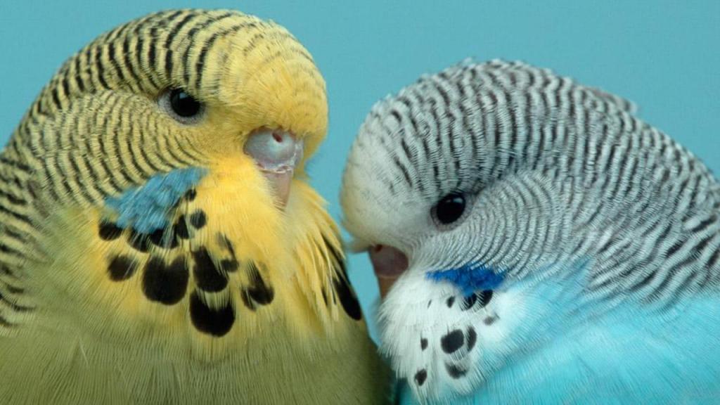 цвета попугаев