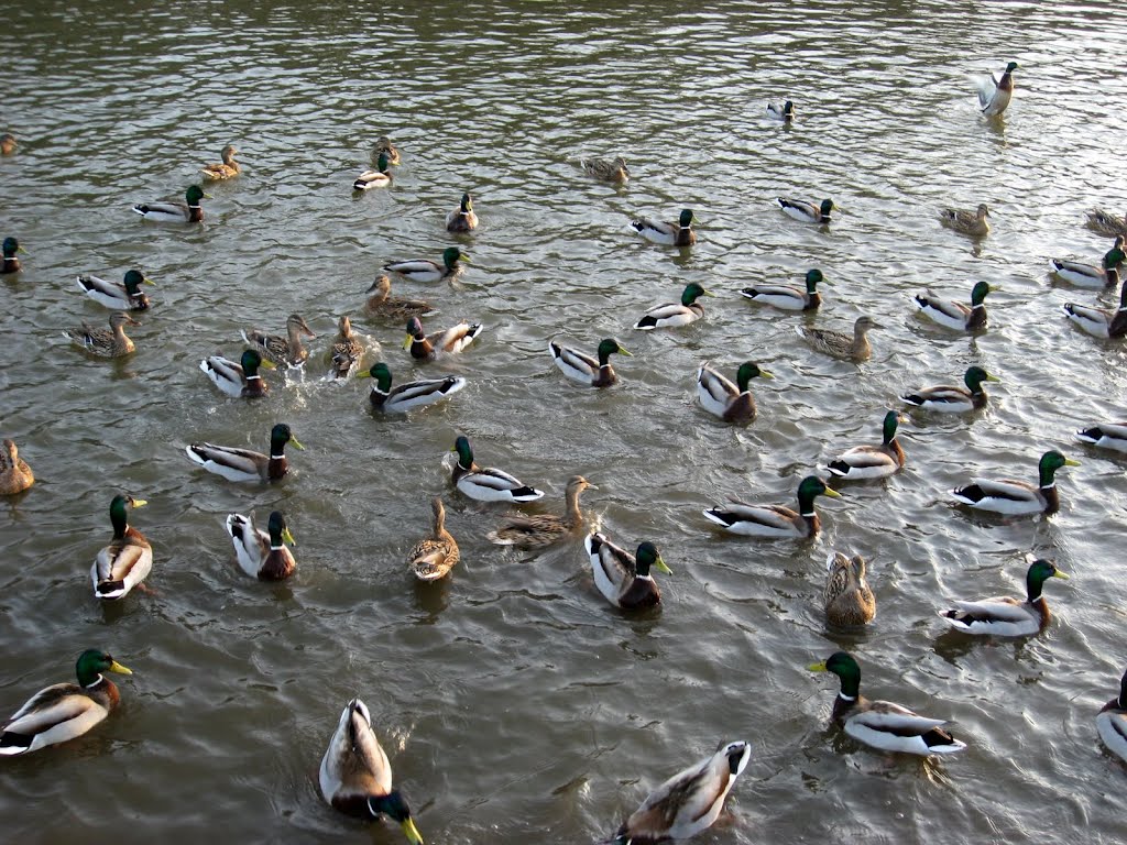 Усадьба Деда Мороза. Парк Кузьминки