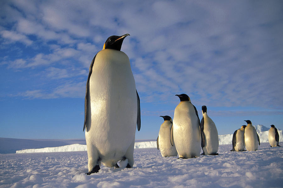 Поселение пингвинов
