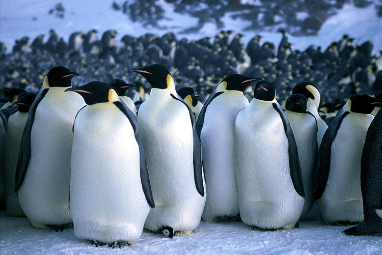 поселение пингвинов