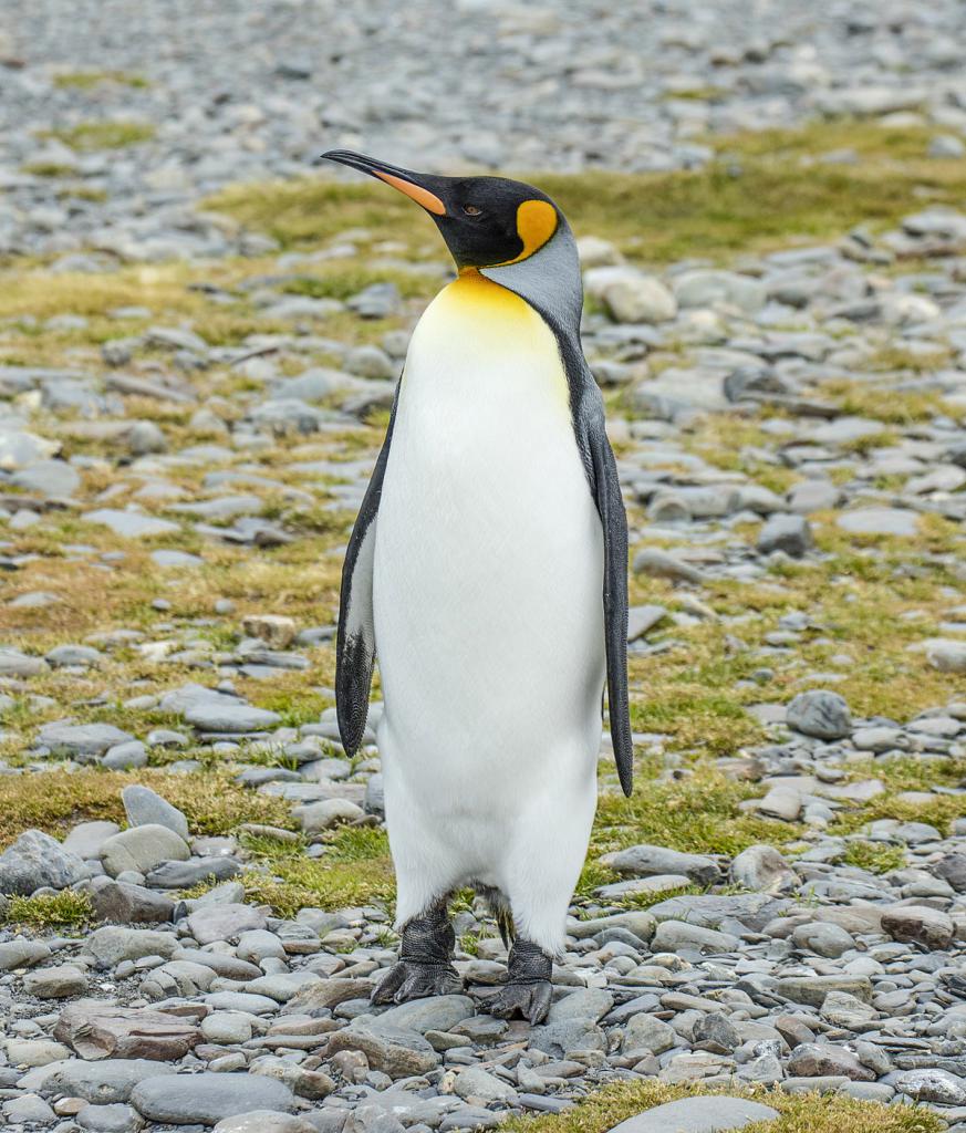 красавиц пингвин