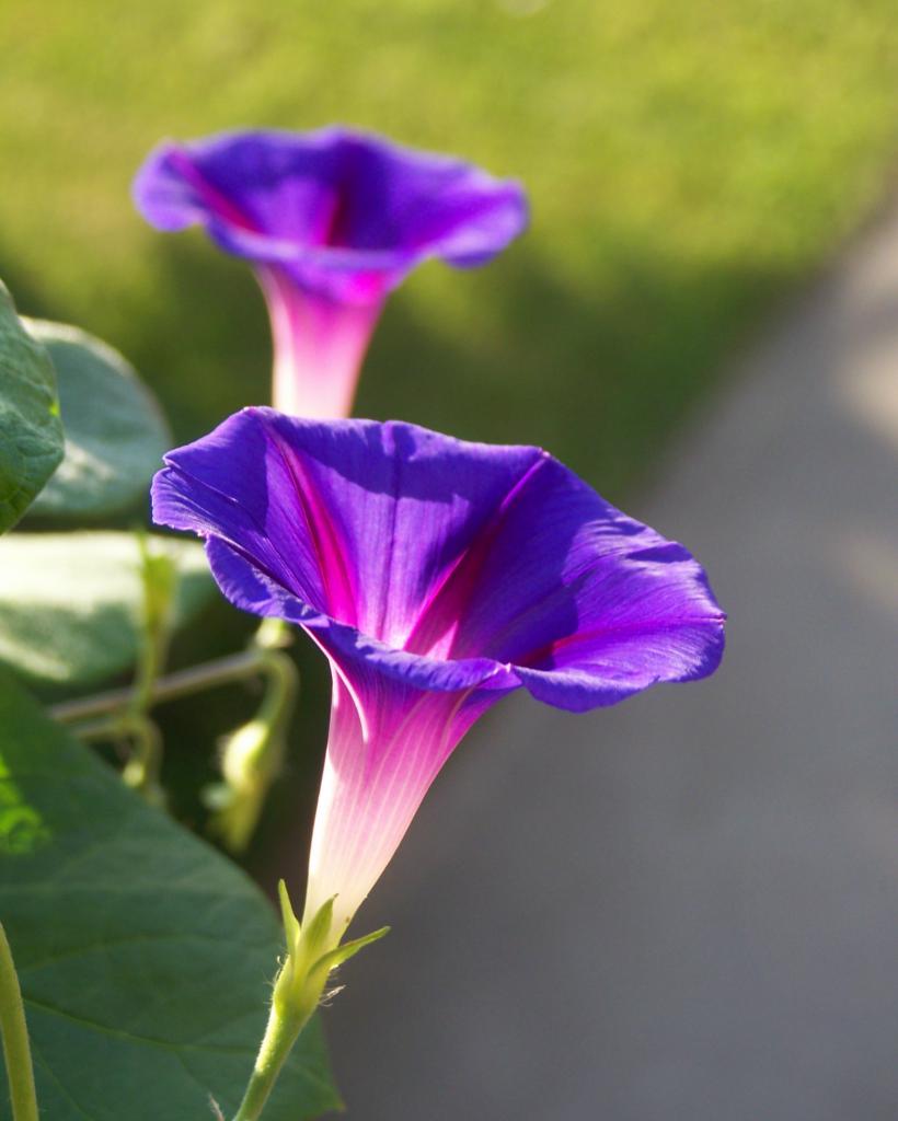 Выращивание ипомеи пурпурной