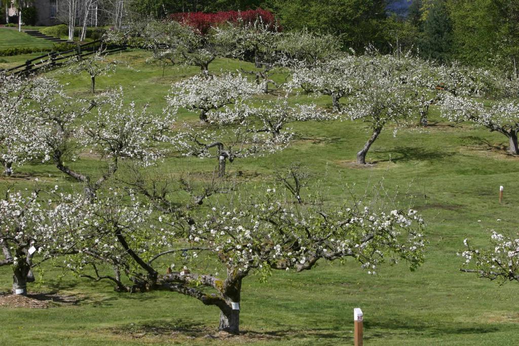 Яблоневый сад